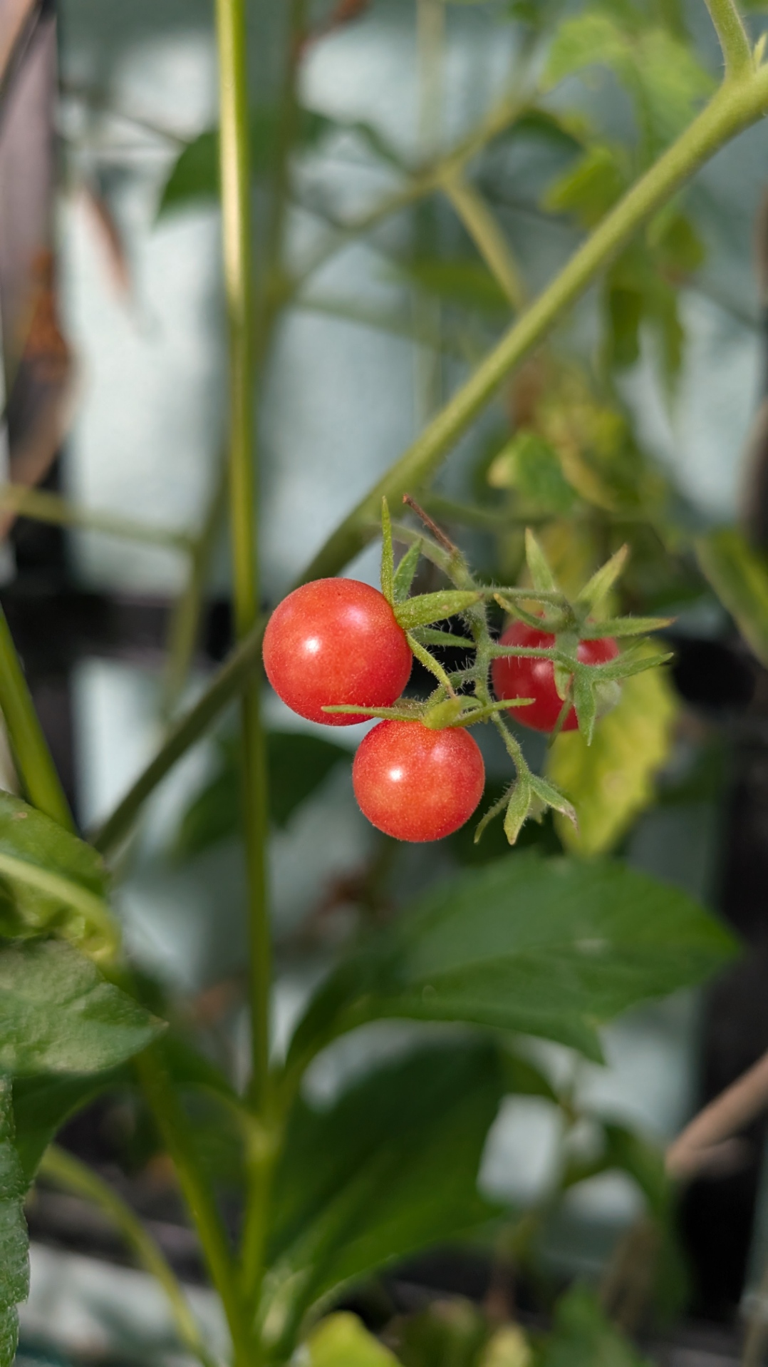 Everglades Tomato